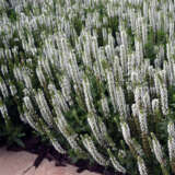Salvia Sensation White P68salswh - Garden Express Australia