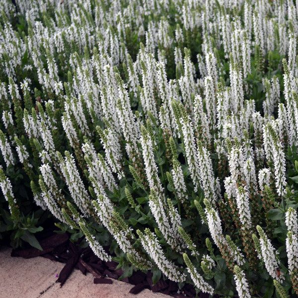Salvia Sensation White