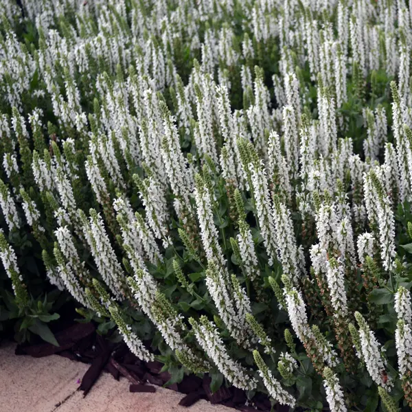 Salvia Sensation White Salvia Sensation White