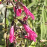 Salvia Velvet Slipper P68salvsl - Garden Express Australia