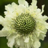 Scabiosa Alpina P68scaalp - Garden Express Australia