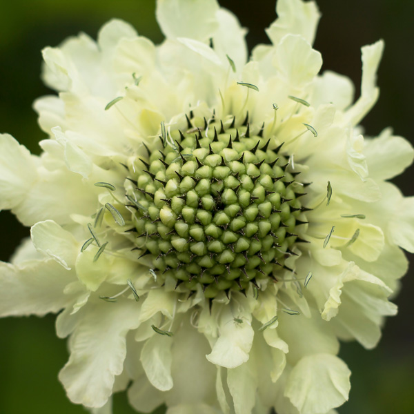 Scabiosa Alpina