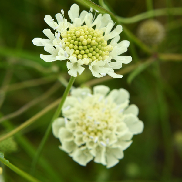 Scabiosa Alpina