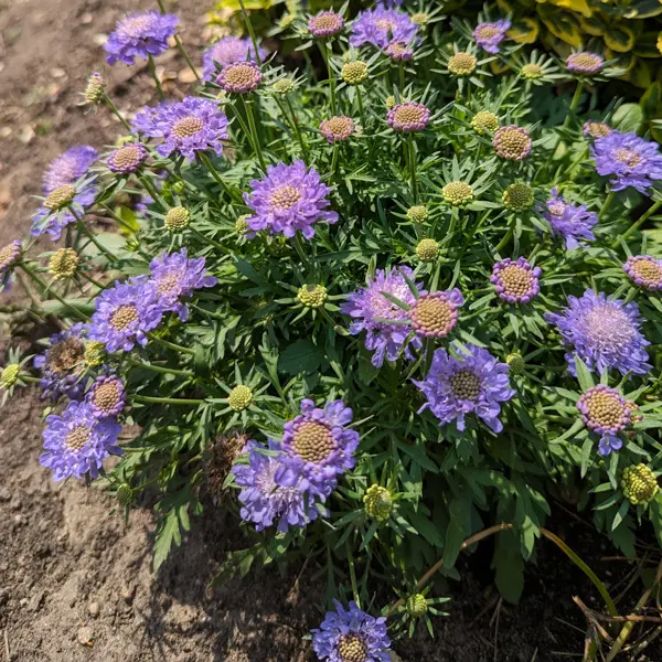 Scabiosa Alpina