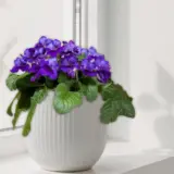 Streptocarpus Deep Blue P12slsdbl - Garden Express Australia