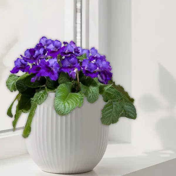 Streptocarpus Ladyslippers Deep Blue Vein