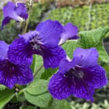 Streptocarpus Ladyslippers Deep Blue