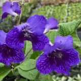 Streptocarpus Ladyslippers Deep Blue Vein Streptocarpus Ladyslippers Deep Blue Vein