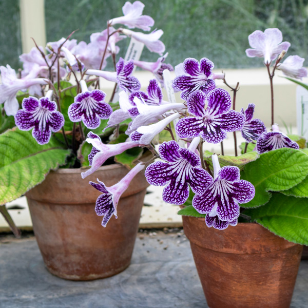 Streptocarpus Ladyslippers Grape Ice