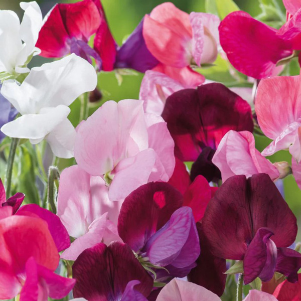 Seed – Sweet Pea Perfume Mix