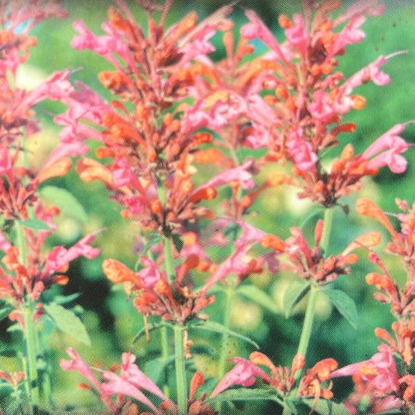 Agastache Sweet Lili Agastache Sweet Lili
