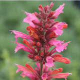 Agastache Sweet Lili Lpoagasli - Garden Express Australia