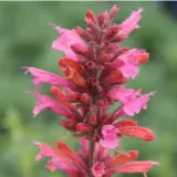 Agastache Sweet Lili Lpoagasli - Garden Express Australia