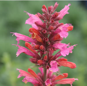 Agastache Sweet Lili Agastache Sweet Lili