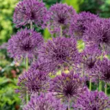 Allium Purple Rain – Pre-Order Allium Purple Rain – Pre-Order
