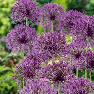 Allium Purple Rain – Pre-Order