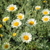 Anthemis White P68antwhi - Garden Express Australia