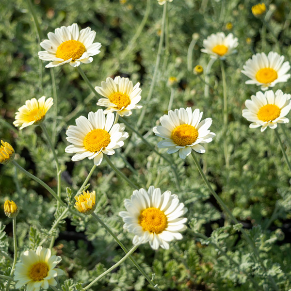 Anthemis White