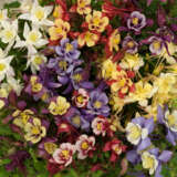 Aquilegia Earlybird Mixed