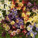 Aquilegia Earlybird Mixed P68aquebm - Garden Express Australia