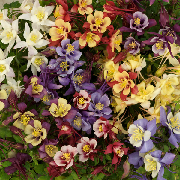 Aquilegia Earlybird Mixed