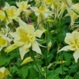 Aquilegia Yellow P68aquyel - Garden Express Australia