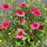 Argyranthemum Double Raspberry P14argdrs - Garden Express Australia