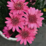 Argyranthemum Double Raspberry Argyranthemum Double Raspberry