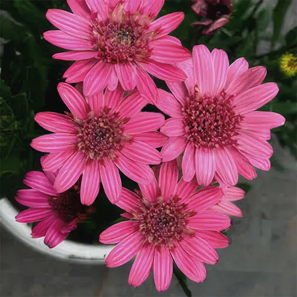 Argyranthemum Double Raspberry Argyranthemum Double Raspberry