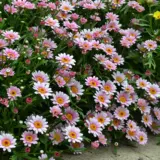 Argyranthemum Lollies Marshmallow P14arglmm - Garden Express Australia