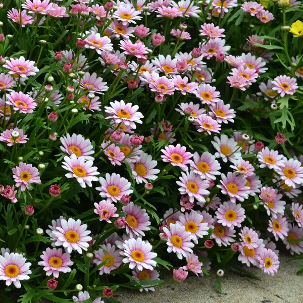Argyranthemum Lollies Marshmallow