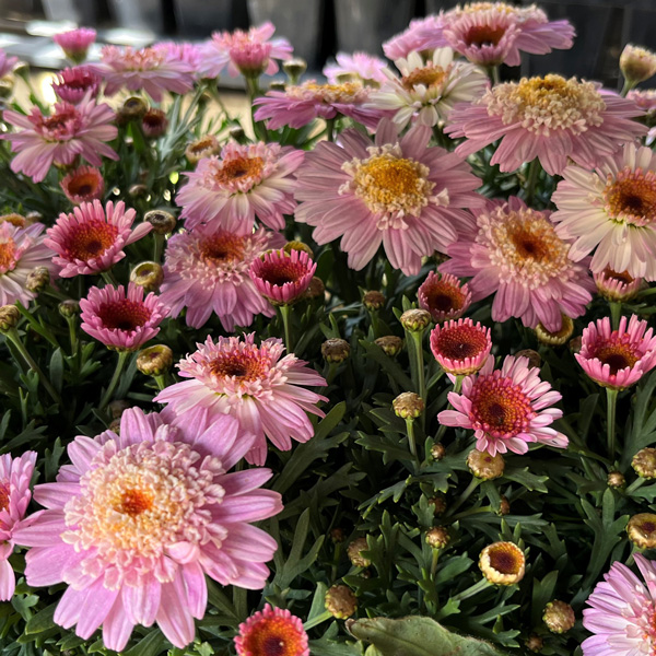 Argyranthemum Pink White Argyranthemum Pink White