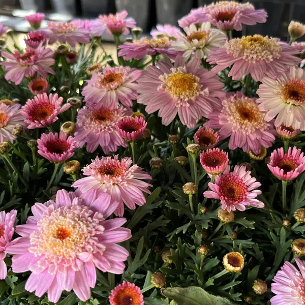 Argyranthemum Pink White
