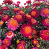 Argyranthemum Pink Yellow Argyranthemum Pink Yellow