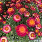 Argyranthemum Pink Yellow P14argpyl - Garden Express Australia