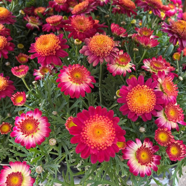 Argyranthemum Pink Yellow Argyranthemum Pink Yellow