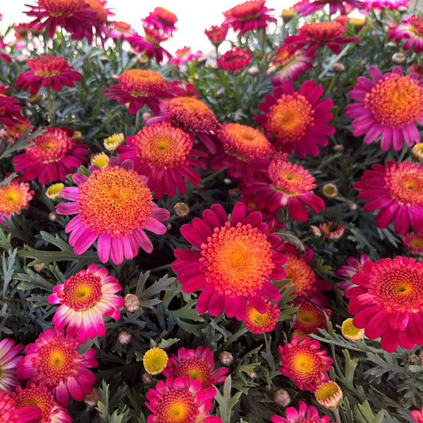 Argyranthemum Pink Yellow Argyranthemum Pink Yellow