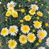 Argyranthemum Sunshine Blush Argyranthemum Sunshine Blush