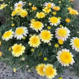 Argyranthemum Sunshine Blush P14argsbl - Garden Express Australia