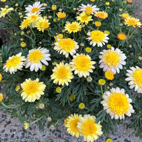 Argyranthemum Sunshine Blush Argyranthemum Sunshine Blush