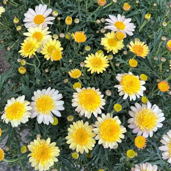 Argyranthemum Sunshine Blush