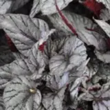 Begonia Arctic Breeze Begonia Arctic Breeze