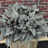 Begonia Arctic Breeze