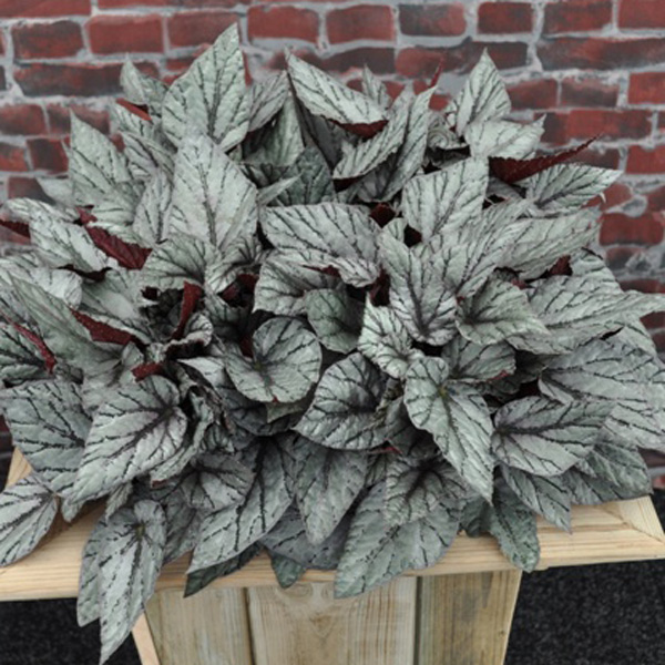 Begonia Arctic Breeze