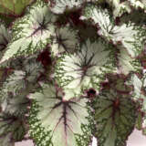 Begonia Asian Tundra - Garden Express Australia