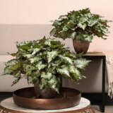 Begonia Asian Tundra P68begatn - Garden Express Australia