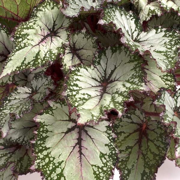 Begonia Asian Tundra
