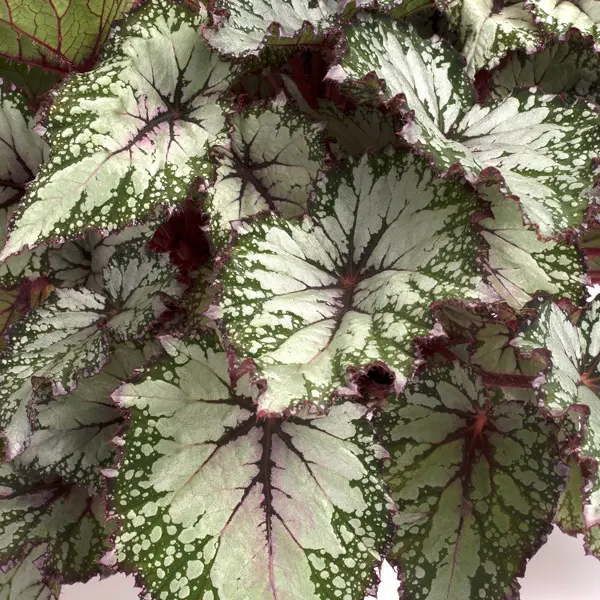 Begonia Asian Tundra Begonia Asian Tundra