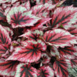 Begonia Evening Glow Begonia Evening Glow