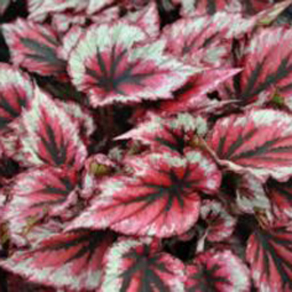 Begonia Evening Glow Begonia Evening Glow